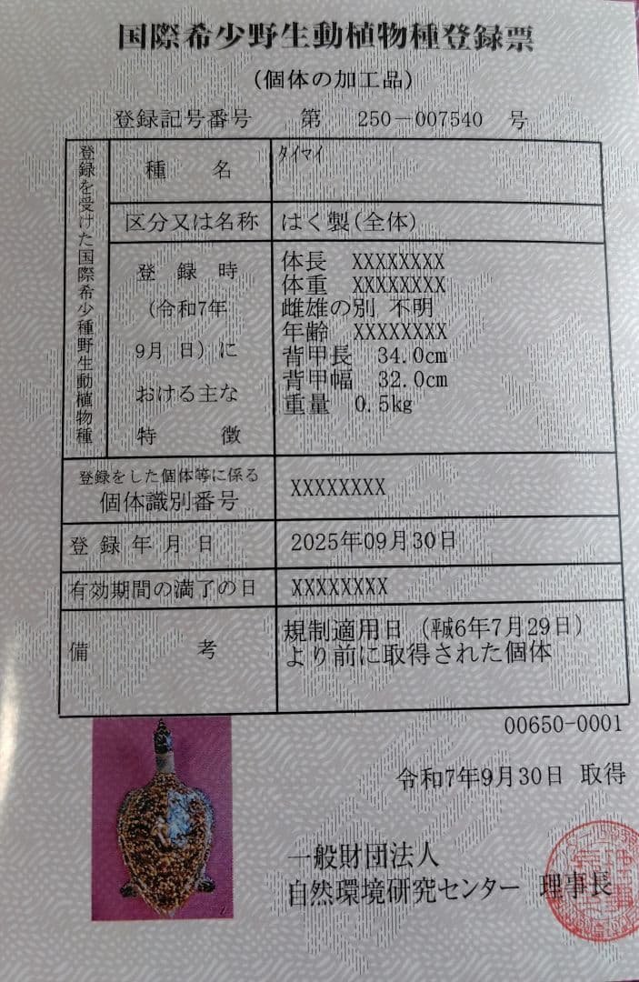 亀 　タイマイ 置物 インテリア オブジェ 縁起物 剥製